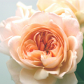 Rosa Ambridge Rose